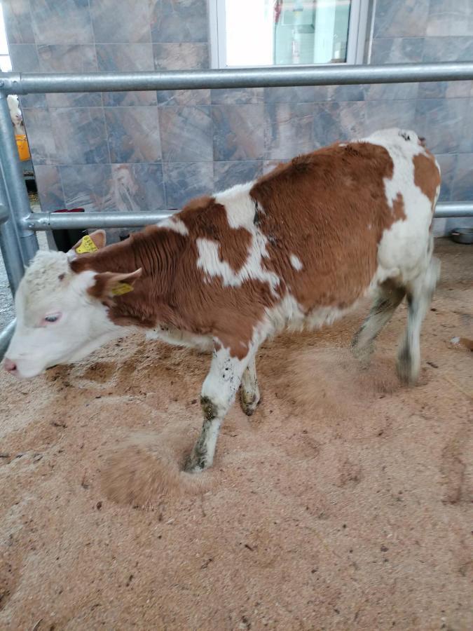 Appartamento Woferlhof, Ferienhof Boxhorn Böbrach Esterno foto