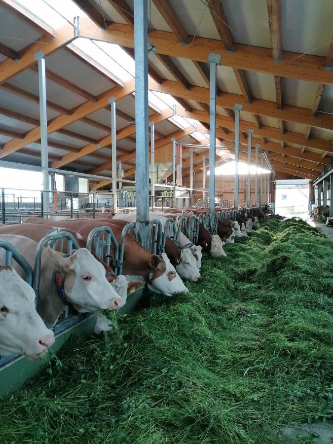 Appartamento Woferlhof, Ferienhof Boxhorn Böbrach Esterno foto