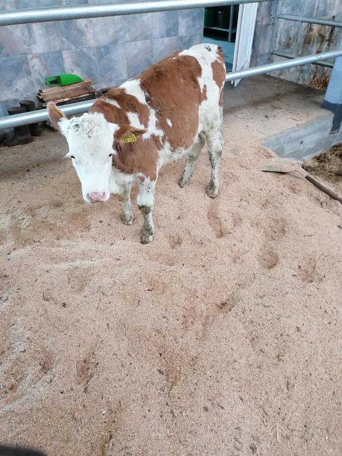 Appartamento Woferlhof, Ferienhof Boxhorn Böbrach Esterno foto