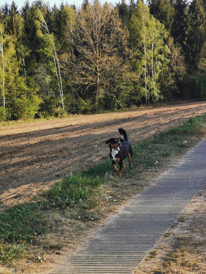 Appartamento Woferlhof, Ferienhof Boxhorn Böbrach Esterno foto