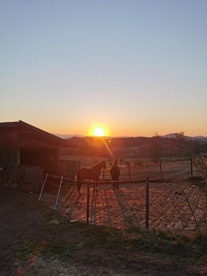 Appartamento Woferlhof, Ferienhof Boxhorn Böbrach Esterno foto