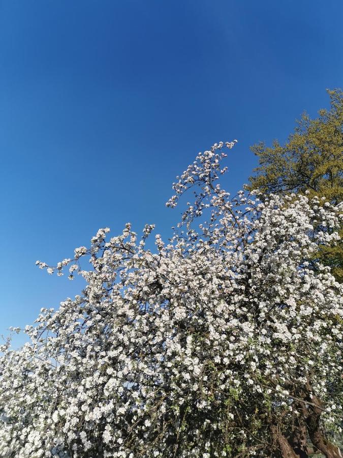 Appartamento Woferlhof, Ferienhof Boxhorn Böbrach Esterno foto